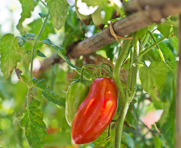 Bell Peppers On Plant